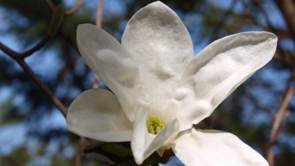 Arborétum Mlyňany - Magnólia japonská źródło: https://scontent-vie1-1.xx.fbcdn.net/v/t1.0-9/p720x720/57253460_418519705608354_1143335824796942336_o.jpg?_nc_cat=106&_nc_sid=8024bb&_nc_oc=AQknPoMOIEBcM89FIKmdsIXRQVhs6yQoTU7wQKAG1CgAGeuU9PkmZ-eDtcWfpPo8l3M&_nc_ht=scontent-vie1-1.xx&_nc_tp=6&oh=2ac1fa54700b2b11b6558694513ccbd3&oe=5ECEDA58