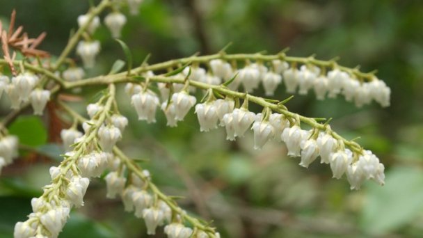 Arborétum Mlyňany - Pieris kvetnatý źródło: https://scontent-vie1-1.xx.fbcdn.net/v/t1.0-9/p720x720/56770669_418519592275032_8665792772533387264_o.jpg?_nc_cat=111&_nc_sid=8024bb&_nc_oc=AQnDl3ZoSgpEETNl62pQHPfinjup1UXLcnDRxoTASd2yhRLjiDUyWTN8NZ24KIK46pE&_nc_ht=scontent-vie1-1.xx&_nc_tp=6&oh=14ddf13620c42a5313f2c9be3da13007&oe=5ECC70AD
