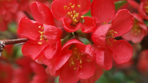 Arborétum Mlyňany - Dulovec nádherný źródło: https://scontent-vie1-1.xx.fbcdn.net/v/t1.0-9/p720x720/57180137_418519732275018_8860855352300666880_o.jpg?_nc_cat=101&_nc_sid=8024bb&_nc_oc=AQnkTsKO4WU4t2ZPF9PzFKbVcWeQpJ91pZKbZzQ1lq0XApiiy90ivDwiv3PF6IkRzBc&_nc_ht=scontent-vie1-1.xx&_nc_tp=6&oh=956ecdf5c7c6a86aa7e2ec7d2efedf9e&oe=5ECD7F05