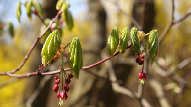 Arborétum Mlyňany - Javor japonský źródło: https://scontent-vie1-1.xx.fbcdn.net/v/t31.0-8/p720x720/30051866_196010161192644_6203628284931144732_o.jpg?_nc_cat=104&_nc_sid=8024bb&_nc_oc=AQm8EUPFcjJngv2mspNdSEw9htpmVJxVhe1sA2-IXHavFxYWmzNmGcWrW4BjulH7sx0&_nc_ht=scontent-vie1-1.xx&_nc_tp=6&oh=2035c95667fd669351d3849ef4cb6f54&oe=5ECBFB91