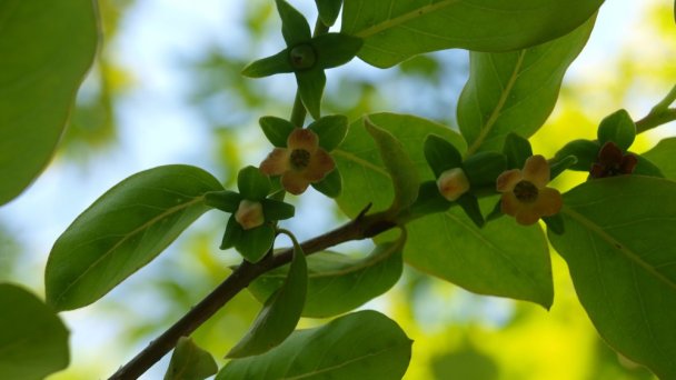 Arborétum Mlyňany - Ebenovník ďatľový źródło: https://scontent-vie1-1.xx.fbcdn.net/v/t1.0-9/p720x720/33768745_217060602420933_3429005454225702912_o.jpg?_nc_cat=111&_nc_sid=8024bb&_nc_oc=AQn3rv6uqMDH-OFh3Lu0PuKb9IlfrNRZ2eC_-s6gsYvGsAfGadgZM4B___58fdAy3EI&_nc_ht=scontent-vie1-1.xx&_nc_tp=6&oh=4c5242eb85c2ac1d6db7750437179931&oe=5ECD107D