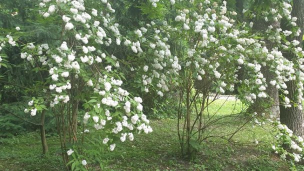 Botanická záhrada Banská Štiavnica 5 Autor: Jana Chrenová Budaiová źródło: https://scontent-vie1-1.xx.fbcdn.net/v/t1.0-9/s960x960/64520836_1963335983768425_3958057069025689600_o.jpg?_nc_cat=100&_nc_sid=110474&_nc_oc=AQmpjb1b_n3nQWMQdFS9P1aPtnvpIzHwMYnR_9g4XQrGMaGOIc2KRvIeNAIPOi8fsQs&_nc_ht=scontent-vie1-1.xx&_nc_tp=7&oh=6a042eac91bd8914d706590f0cc2adf8&oe=5ECC0C0D Botanická záhrada Banská Štiavnica 5 Autor: Jana Chrenová Budaiová źródło: https://scontent-vie1-1.xx.fbcdn.net/v/t1.0-9/s960x960/64520836_1963335983768425_3958057069025689600_o.jpg?_nc_cat=100&_nc_sid=110474&_nc_oc=AQmpjb1b_n3nQWMQdFS9P1aPtnvpIzHwMYnR_9g4XQrGMaGOIc2KRvIeNAIPOi8fsQs&_nc_ht=scontent-vie1-1.xx&_nc_tp=7&oh=6a042eac91bd8914d706590f0cc2adf8&oe=5ECC0C0D