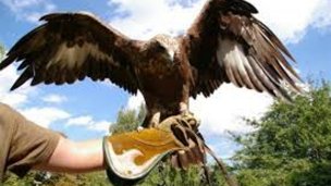 Sokoliarsky dvor Astur Red Stone 5