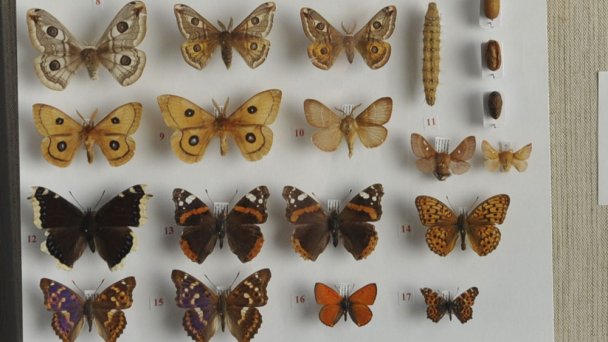 Muzeum Balrychologiczne Imricha Zimy w Pieszczanach 4