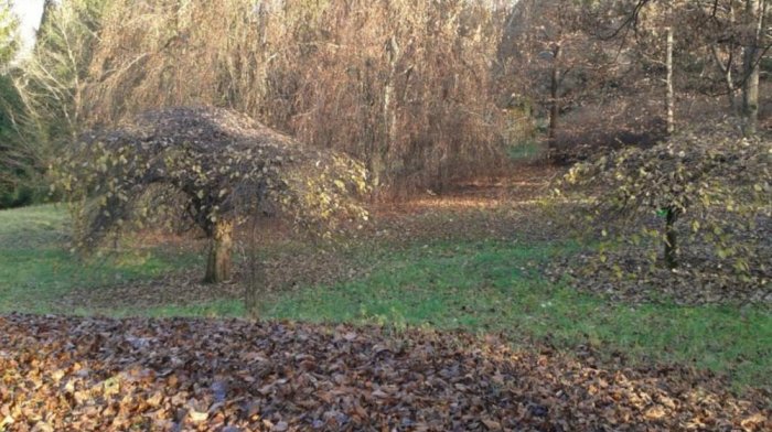 Arboretum Borová hora