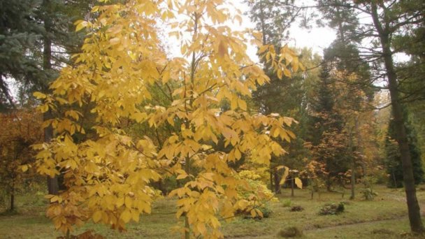 Arboretum - Liptovský Hrádok 5