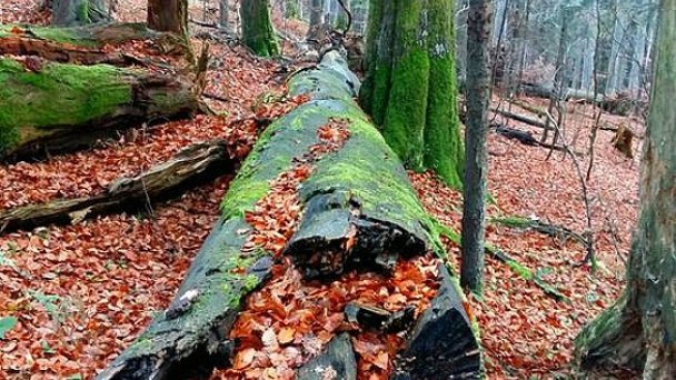 Dobročský prales Autor: Facebook Vojtech Benko źródło: https://scontent.fbts7-1.fna.fbcdn.net/v/t1.0-9/23376538_1596021680440946_7643183576636621208_n.jpg?_nc_cat=106&ccb=2&_nc_sid=b9115d&_nc_ohc=a1DWqtBMQq8AX-cu4V3&_nc_ht=scontent.fbts7-1.fna&oh=eb878947182906cabd6b07ce2aff5e3b&oe=5FE78357 Dobročský prales Autor: Facebook Vojtech Benko źródło: https://scontent.fbts7-1.fna.fbcdn.net/v/t1.0-9/23376538_1596021680440946_7643183576636621208_n.jpg?_nc_cat=106&ccb=2&_nc_sid=b9115d&_nc_ohc=a1DWqtBMQq8AX-cu4V3&_nc_ht=scontent.fbts7-1.fna&oh=eb878947182906cabd6b07ce2aff5e3b&oe=5FE78357