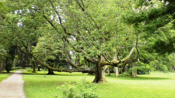 Arboretum - Park Turčianska Štiavnička 3 źródło: https://sk.wikipedia.org/wiki/Tur%C4%8Dianska_%C5%A0tiavni%C4%8Dka
