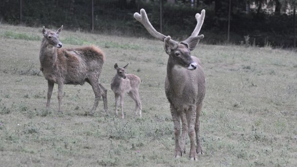 Zoo Bojnice 3 źródło: https://scontent-vie1-1.xx.fbcdn.net/v/t1.0-9/s960x960/88973393_10162946576570697_7514262055646396416_o.jpg?_nc_cat=104&_nc_sid=e007fa&_nc_oc=AQkjYI7ZgaH4X0exHvONJCutotCuoMrL0tYr0sUkDS-D4nZquqkkVvbGsn0ZDy9Egk4&_nc_ht=scontent-vie1-1.xx&_nc_tp=7&oh=820e5653743c92a5974d7df456d7924b&oe=5ECCB342 Zoo Bojnice 3 źródło: https://scontent-vie1-1.xx.fbcdn.net/v/t1.0-9/s960x960/88973393_10162946576570697_7514262055646396416_o.jpg?_nc_cat=104&_nc_sid=e007fa&_nc_oc=AQkjYI7ZgaH4X0exHvONJCutotCuoMrL0tYr0sUkDS-D4nZquqkkVvbGsn0ZDy9Egk4&_nc_ht=scontent-vie1-1.xx&_nc_tp=7&oh=820e5653743c92a5974d7df456d7924b&oe=5ECCB342