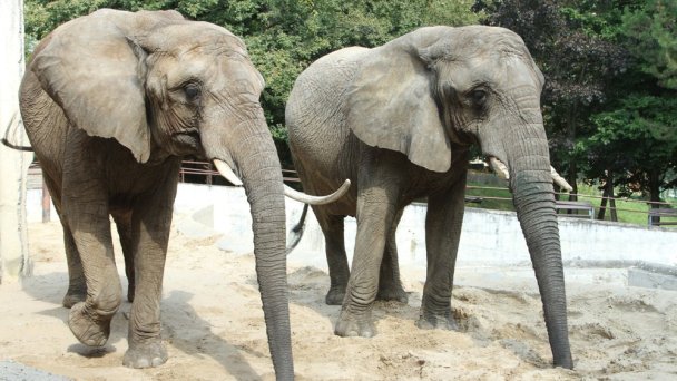 Zoo Bojnice 4 źródło: https://scontent-vie1-1.xx.fbcdn.net/v/t1.0-0/p640x640/89014991_10162946578460697_3548556272636788736_o.jpg?_nc_cat=105&_nc_sid=e007fa&_nc_oc=AQnCH54vglexiQcRO7xlaN48jJGG3dIuwY_cD9TjDxqmWCBJbHPlB8KEfvHl1jk-fKQ&_nc_ht=scontent-vie1-1.xx&_nc_tp=6&oh=307400efb527f517b3015a9089741f27&oe=5ECD26DC Zoo Bojnice 4 źródło: https://scontent-vie1-1.xx.fbcdn.net/v/t1.0-0/p640x640/89014991_10162946578460697_3548556272636788736_o.jpg?_nc_cat=105&_nc_sid=e007fa&_nc_oc=AQnCH54vglexiQcRO7xlaN48jJGG3dIuwY_cD9TjDxqmWCBJbHPlB8KEfvHl1jk-fKQ&_nc_ht=scontent-vie1-1.xx&_nc_tp=6&oh=307400efb527f517b3015a9089741f27&oe=5ECD26DC