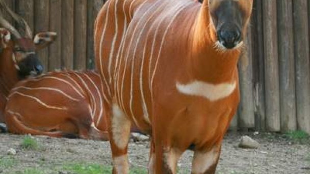 Zoo Bojnice 5 źródło: https://scontent-vie1-1.xx.fbcdn.net/v/t1.0-9/90837561_10163064634975697_3963465991924482048_n.jpg?_nc_cat=105&_nc_sid=8024bb&_nc_oc=AQmtssmm9-e6xlJGubb_X7lizAwGmEKzFxPy9XellAd0koSd6JHjir3b2gp6wmh0Lg4&_nc_ht=scontent-vie1-1.xx&oh=f4896f43efd362f55c9ef22b1752dc53&oe=5ECC1A6A&dl=1 Zoo Bojnice 5 źródło: https://scontent-vie1-1.xx.fbcdn.net/v/t1.0-9/90837561_10163064634975697_3963465991924482048_n.jpg?_nc_cat=105&_nc_sid=8024bb&_nc_oc=AQmtssmm9-e6xlJGubb_X7lizAwGmEKzFxPy9XellAd0koSd6JHjir3b2gp6wmh0Lg4&_nc_ht=scontent-vie1-1.xx&oh=f4896f43efd362f55c9ef22b1752dc53&oe=5ECC1A6A&dl=1