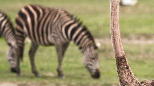 Zoo Bojnice źródło: https://scontent-vie1-1.xx.fbcdn.net/v/t1.0-9/95088889_10163292281060697_1776089467908521984_n.jpg?_nc_cat=108&_nc_sid=8024bb&_nc_oc=AQlGrRD5oGEy6mRpgjyYZPfac9SJRam9BUctesz4mPtkMd-vy1sKNlPGVA2I3rKIiys&_nc_ht=scontent-vie1-1.xx&oh=5702b3d5aeffd7f143f02af5317647f1&oe=5ECD2C99&dl=1 Zoo Bojnice źródło: https://scontent-vie1-1.xx.fbcdn.net/v/t1.0-9/95088889_10163292281060697_1776089467908521984_n.jpg?_nc_cat=108&_nc_sid=8024bb&_nc_oc=AQlGrRD5oGEy6mRpgjyYZPfac9SJRam9BUctesz4mPtkMd-vy1sKNlPGVA2I3rKIiys&_nc_ht=scontent-vie1-1.xx&oh=5702b3d5aeffd7f143f02af5317647f1&oe=5ECD2C99&dl=1