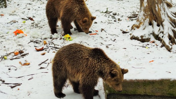 Zoo Bojnice 7 źródło: https://scontent-vie1-1.xx.fbcdn.net/v/t1.0-0/p640x640/78844307_10162517018870697_2457676249225494528_o.jpg?_nc_cat=100&_nc_sid=e007fa&_nc_oc=AQlixiaAokludu7uTAOQH00gSmBJir0R7xsqAkY6KdDUBMbu7hYegSwJvQcLD2fTQoU&_nc_ht=scontent-vie1-1.xx&_nc_tp=6&oh=60ed5f6ce48c9a847a2868de3b4eb1b5&oe=5ECC77C4 Zoo Bojnice 7 źródło: https://scontent-vie1-1.xx.fbcdn.net/v/t1.0-0/p640x640/78844307_10162517018870697_2457676249225494528_o.jpg?_nc_cat=100&_nc_sid=e007fa&_nc_oc=AQlixiaAokludu7uTAOQH00gSmBJir0R7xsqAkY6KdDUBMbu7hYegSwJvQcLD2fTQoU&_nc_ht=scontent-vie1-1.xx&_nc_tp=6&oh=60ed5f6ce48c9a847a2868de3b4eb1b5&oe=5ECC77C4