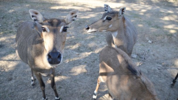 Zoo Bratislava 2 źródło: https://scontent-vie1-1.xx.fbcdn.net/v/t1.0-0/p640x640/94335688_3625820304100881_439964458253549568_o.jpg?_nc_cat=104&_nc_sid=8024bb&_nc_oc=AQkGFa1juHkGnv6-EWuNrbRGEnBeTzSoqhuDZ2yN_PXOwzL6xWMPt3FhH2mH3GUUINQ&_nc_ht=scontent-vie1-1.xx&_nc_tp=6&oh=8606b3eec89665a74e448e934cea7897&oe=5ECA9509
