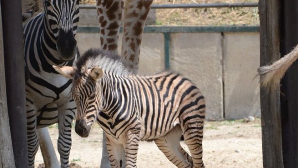 Zoo Bratislava 3 źródło: https://scontent-vie1-1.xx.fbcdn.net/v/t1.0-0/p640x640/83096698_3387725664577014_9117479669711503360_o.jpg?_nc_cat=100&_nc_sid=8024bb&_nc_oc=AQmoBfyckzLGvmRwW8gkhMjtM6OFm3GTwciSbVYOOlhm1iR4ZsuObOgMnkiHhihqafQ&_nc_ht=scontent-vie1-1.xx&_nc_tp=6&oh=6efa8c0d9b11fa6596cc59549125656e&oe=5ECAEFDE