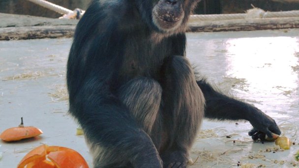 Zoo Bratislava 5 źródło: https://scontent-vie1-1.xx.fbcdn.net/v/t1.0-9/p960x960/66760939_2936122683070650_3348988113262215168_o.jpg?_nc_cat=111&_nc_sid=8024bb&_nc_oc=AQnGkAew1WzRJcAD_fWjZsk4YK-67eNVI2EnoBaFN4DhGJ947fvGid_HazOatszIhO4&_nc_ht=scontent-vie1-1.xx&_nc_tp=6&oh=f3af2754c75fa3e12d9838c917e0d4f7&oe=5ECB03D4