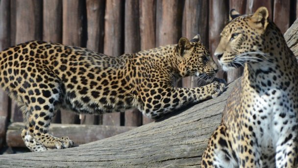 Zoo Bratislava 7 źródło: https://scontent-vie1-1.xx.fbcdn.net/v/t1.0-0/p640x640/56951207_2770384169644503_5070875772500049920_o.jpg?_nc_cat=110&_nc_sid=8024bb&_nc_oc=AQkjROaa2Cyk9rfeMHbVIjgoqWKQ6VIQPeUJEe3wNH12DWLut3pdv7zWT5kUQKmXgU0&_nc_ht=scontent-vie1-1.xx&_nc_tp=6&oh=78d49949ad3c05932a19aead2efab5ff&oe=5ECD59CC