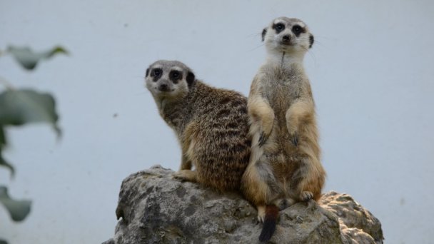 Zoo Bratislava 8 źródło: https://scontent-vie1-1.xx.fbcdn.net/v/t1.0-0/p640x640/37421702_2342232589126332_4127951810453307392_o.jpg?_nc_cat=105&_nc_sid=2d5d41&_nc_oc=AQmrbh1tml9yu3y1Xh5rquj-46m5vDDRP8Jb12_o3ttMSMZ_2MKGf9uZ1Y6lzmlkYCw&_nc_ht=scontent-vie1-1.xx&_nc_tp=6&oh=56c05afffca35a9b7e428908381f4bbf&oe=5ECE71E1