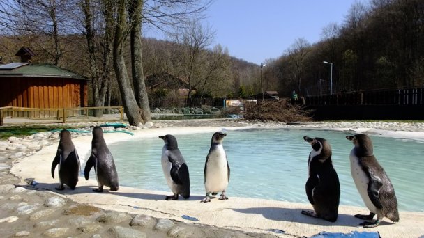 Zoo Košice 2 źródło: https://scontent-vie1-1.xx.fbcdn.net/v/t1.0-9/p720x720/92691418_2813775635325577_6550504594521194496_o.jpg?_nc_cat=101&_nc_sid=8024bb&_nc_oc=AQnrsCYYf7-jH_EluvTJ8xtOEg_lxCPMBsCUf7Y5PvLQGvMIYC28N3bBznSDvYdFEUk&_nc_ht=scontent-vie1-1.xx&_nc_tp=6&oh=0011a45ffd4d39a46a96ee8b04250c20&oe=5ECBECDF