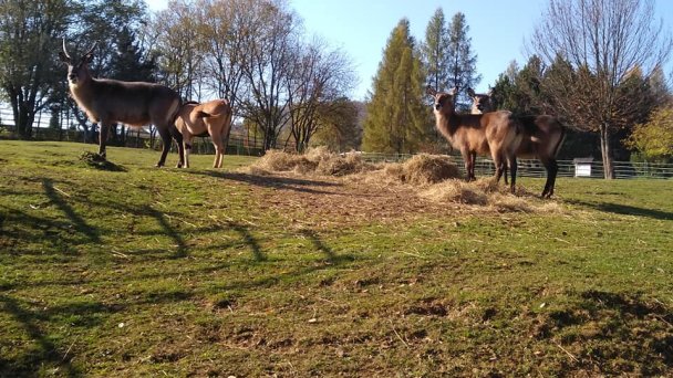 Zoo Košice 3 źródło: https://scontent-vie1-1.xx.fbcdn.net/v/t1.0-9/75464367_2455599691143175_3769740512785858560_n.jpg?_nc_cat=109&_nc_sid=110474&_nc_oc=AQk_oewihTGkPJ6TW5NvxQkXMout8P_bbPX2YLGL71sL0E6xchTKTcyYfp1DXgdfFSA&_nc_ht=scontent-vie1-1.xx&oh=bd9e0d7896245087d09384d6ab40c4ba&oe=5ECBACAA&dl=1