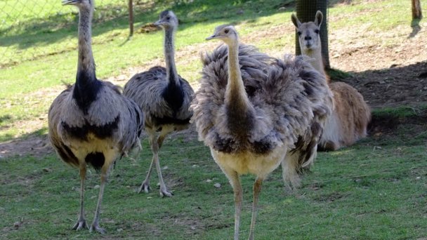 Zoo Košice 4 źródło: https://scontent-vie1-1.xx.fbcdn.net/v/t1.0-9/p720x720/69172182_2339896766046802_296880036558929920_o.jpg?_nc_cat=102&_nc_sid=8024bb&_nc_oc=AQldSWOl3nw7VDtvaB-IoK9_yT0CeXhW8SE_eCp4cWcv8e6zbdvqeoIAvOBKVfSlqyM&_nc_ht=scontent-vie1-1.xx&_nc_tp=6&oh=199ef402e032e6a60a62a86064c5437e&oe=5ECB8571