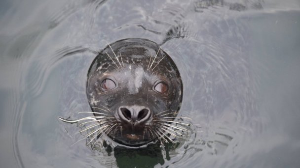 Zoo Košice 6 źródło: https://scontent-vie1-1.xx.fbcdn.net/v/t31.0-8/s960x960/24255066_1516615821708238_8944822058011711125_o.jpg?_nc_cat=105&_nc_sid=8024bb&_nc_oc=AQno9XSJaS6z7MV0VgsgAwcZS3bi2jXAa7ooXoMV6Z4uogOs5boHW8aAVIE5pq62rt0&_nc_ht=scontent-vie1-1.xx&_nc_tp=7&oh=dfaed0bd0fa2d065ccc6943e8e13c169&oe=5ECC288E