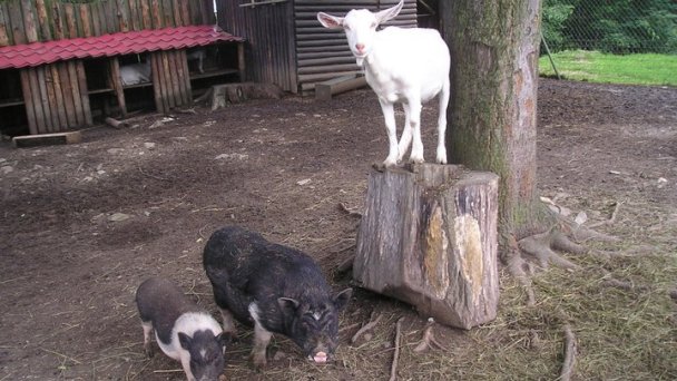 Zoo SNV 6 źródło: https://scontent-vie1-1.xx.fbcdn.net/v/t1.0-9/226272_128562623886774_3370624_n.jpg?_nc_cat=101&_nc_sid=e007fa&_nc_oc=AQlVj-5RdaSM6n2sYvqidM20LZZ2TKKGSQqvd1FI4E-Vv98cAI9xxFwKMtgAklql5j8&_nc_ht=scontent-vie1-1.xx&oh=b7cc395c4167eb548399cbee5b2a2778&oe=5ECD7948&dl=1