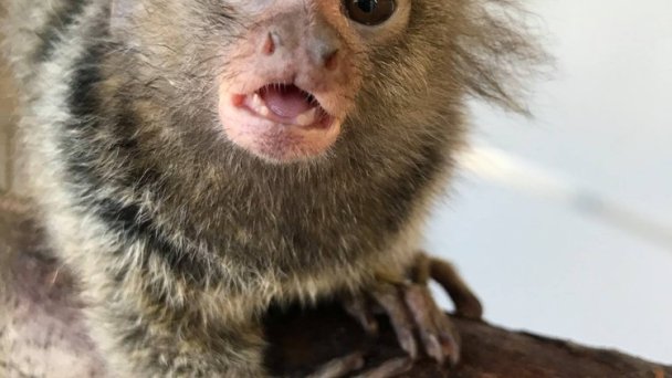 Zoo Kontakt 6 źródło: https://scontent-vie1-1.xx.fbcdn.net/v/t31.0-8/p720x720/25310988_2052436008324273_3821707855974093514_o.jpg?_nc_cat=103&_nc_sid=8024bb&_nc_oc=AQk8MkB2SiI8fnHhDhuPS5KGboY1DscBB2cc2KrmX4Z5M8pKdoJ_eraHVUPVQJt5ioQ&_nc_ht=scontent-vie1-1.xx&_nc_tp=6&oh=fe073ad34fab23db4e8c537bebeb1337&oe=5ECE3511