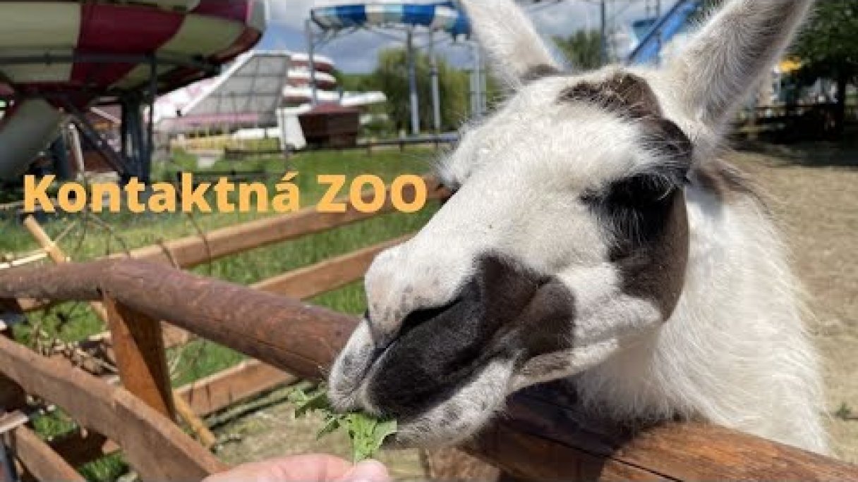ZOO Kontakt Liptovský Mikuláš Autor: Domalenka predtým Sorger źródło: https://www.youtube.com/@domalenka ZOO Kontakt Liptovský Mikuláš Autor: Domalenka predtým Sorger źródło: https://www.youtube.com/@domalenka