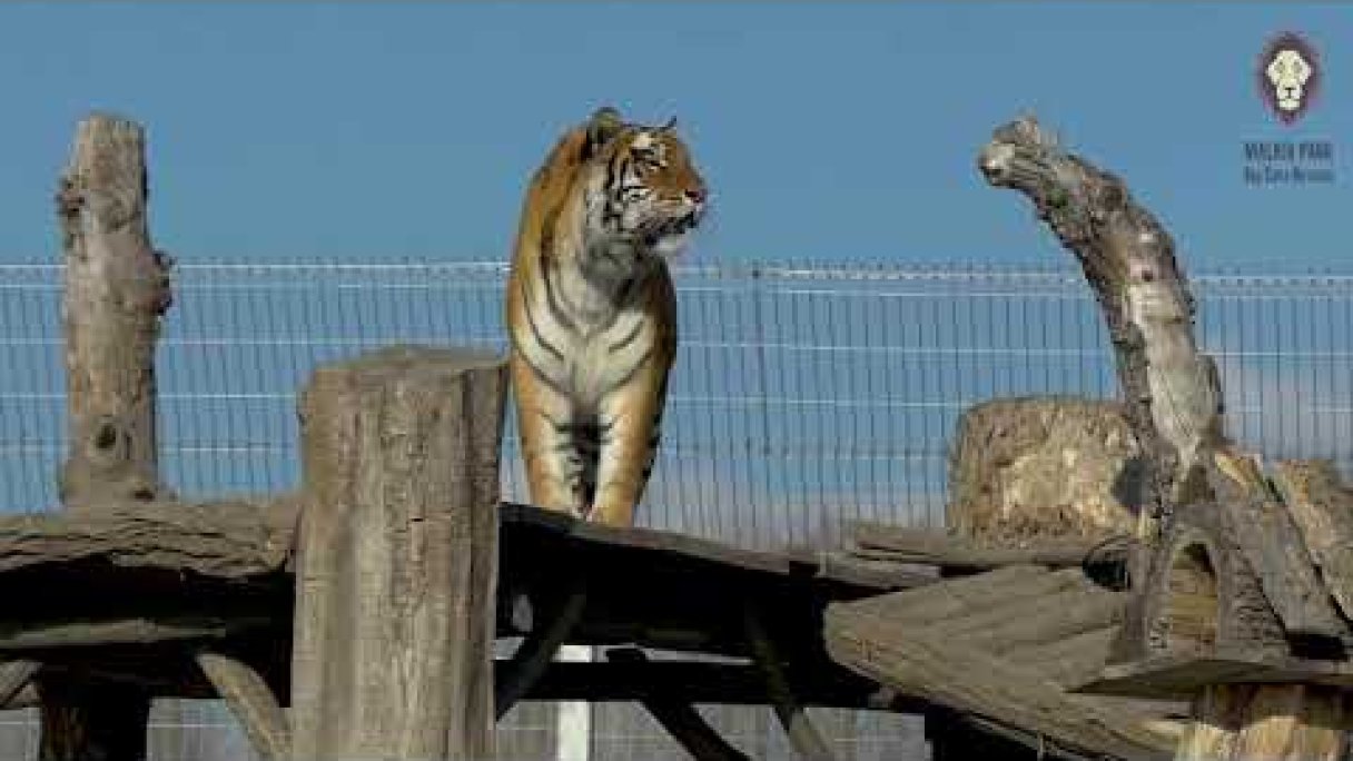 Špeciálny komentovaný sprievod pre adoptívnych rodičov  Autor: MALKIA PARK Big Cats Rescue źródło: https://www.youtube.com/@malkiaparkbigcatsrescue9150