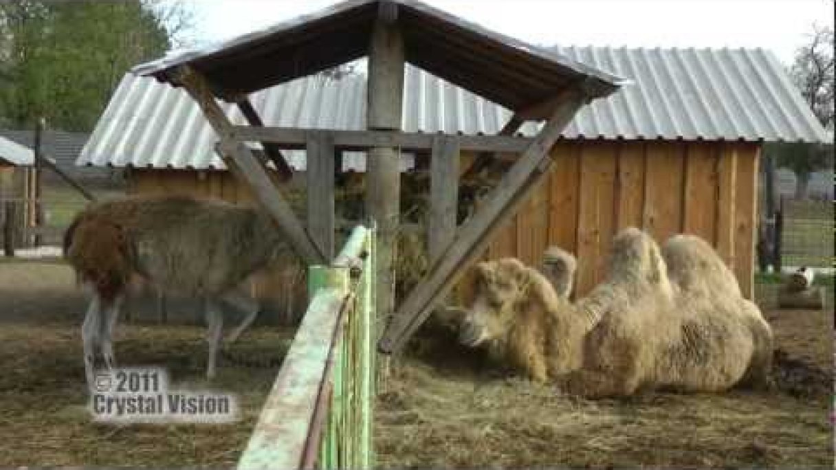 Ranč pod Babicou, ZOO Bojná Autor: Slovensky Trip źródło: https://www.youtube.com/@slovaktrip