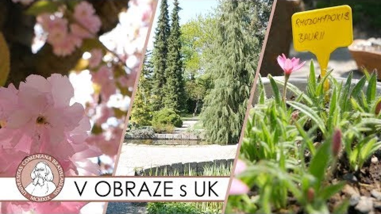 Výstava skalničiek v Botanická záhrada UK Bratislava - V OBRAZE s UK Autor: Univerzita Komenského źródło: https://www.youtube.com/@univerzitakomenskeho107 Výstava skalničiek v Botanická záhrada UK Bratislava - V OBRAZE s UK Autor: Univerzita Komenského źródło: https://www.youtube.com/@univerzitakomenskeho107
