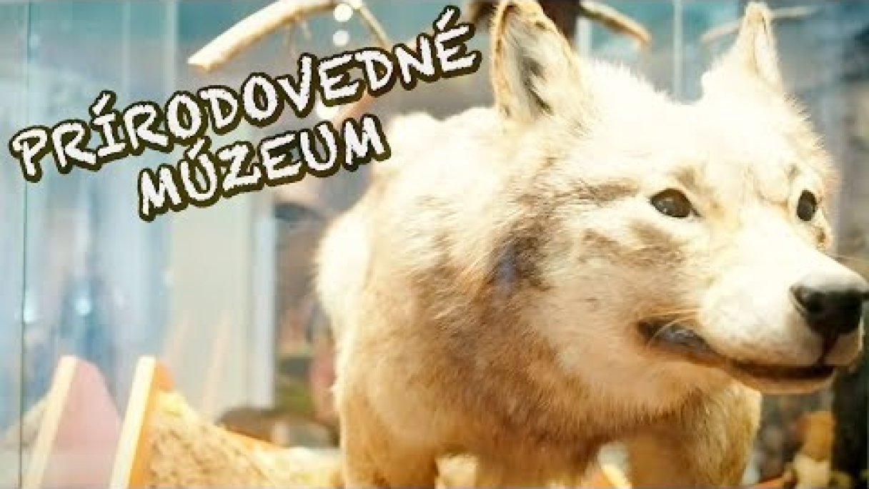 Slovenské národné múzeum - Prírodovedné múzeum (Tip na výlet s deťmi v Bratislave) Autor: FAMILY ZONE - Kids' Songs & Stories (Emma & Lucas) źródło: https://www.youtube.com/@FamilyZoneEdu Slovenské národné múzeum - Prírodovedné múzeum (Tip na výlet s deťmi v Bratislave) Autor: FAMILY ZONE - Kids' Songs & Stories (Emma & Lucas) źródło: https://www.youtube.com/@FamilyZoneEdu