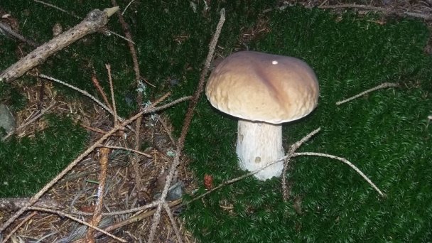Chata pod Repiskom  Oravské Veselé 21