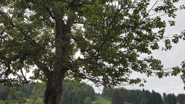 Chalupka pod Kozincom Zázrivá 83