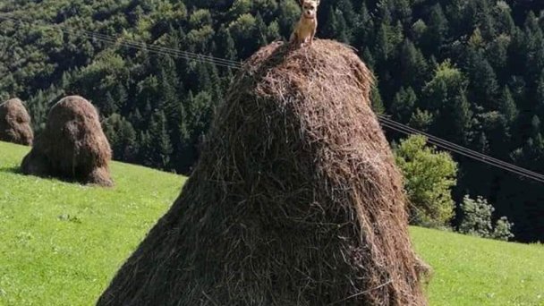 Chalupa pod Rozsutcom Zázrivá 25