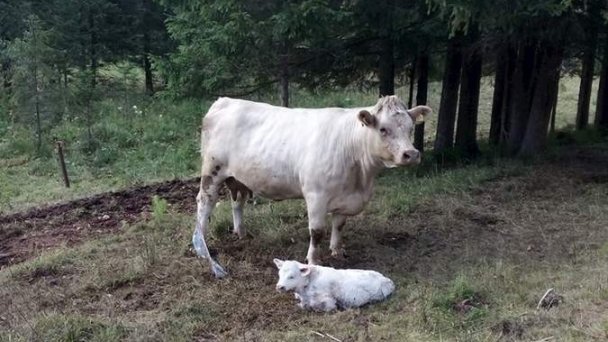 Ranč pod Ostrou skalou Stratená 90
