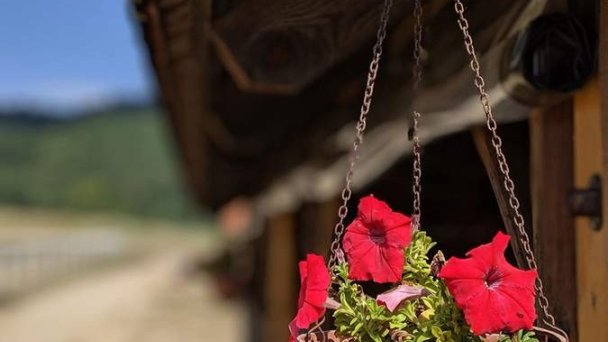 Drevenica Medvedica Kľačno 25