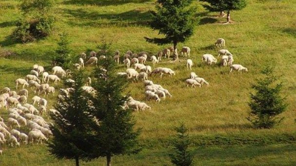 Drevenica Kozinec Zázrivá 12