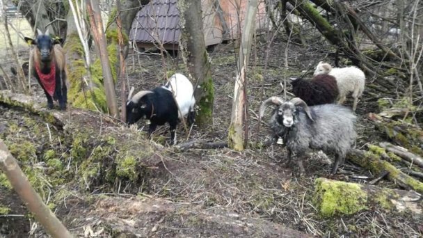 Chata Miško Liptovská Osada Ružomberok 25