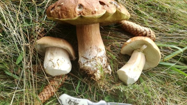 Chata Miško Liptovská Osada Ružomberok 28
