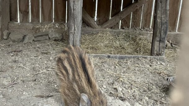 Ranč Colombia Podkylava 14