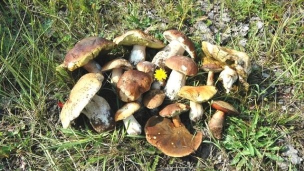 Apartmány Broma Liptovský Mikuláš - Demänová 25