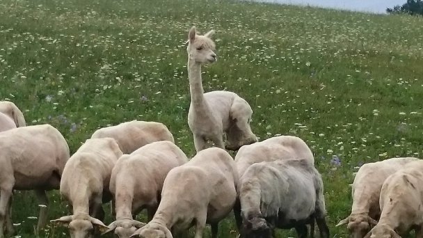 Penzión na gazdovskom dvore Veličná 4 Penzión na gazdovskom dvore Veličná 4