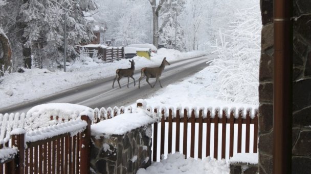 Chata Horec Oščadnica 131