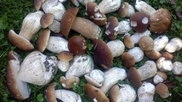 Chalupa Sosna Liptovské Revúce 7 Chalupa Sosna Liptovské Revúce 7