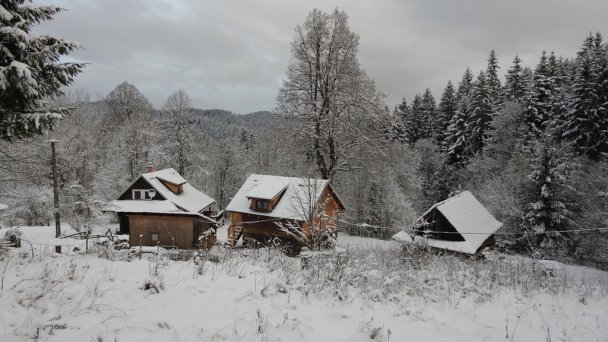 Drevenice Živčáková Korňa 21