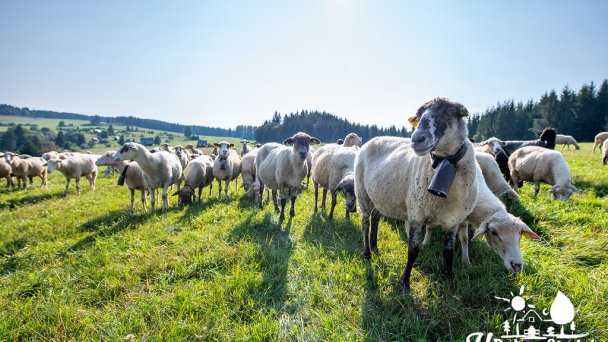 Ubytovanie U Deda a Starkej Čierny Balog 26 Ubytovanie U Deda a Starkej Čierny Balog 26