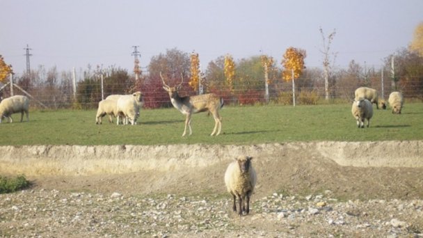 Penzión pri rybníku Veľká Paka 7