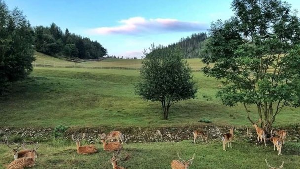 Drevenica Vychylovka Nová Bystrica 30